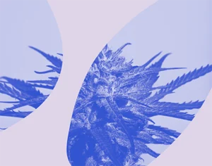 Grafika, na niebieskim tle kwiat konopi - top z fioletowymi elementami graficznymi. Medicante