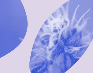 Grafika, na fioletowym tle kwiat konopi - top z fioletowymi elementami graficznymi. Medicante