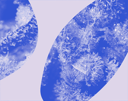 Grafika monochromatyczna w kolorze niebiesko-fioletowym ze zdjęciem kwiatów konopi w przybliżeniu ukazującym trichomy.