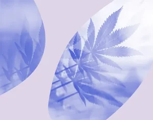 Grafika, na szarym tle liście konopi z fioletowymi elementami graficznymi. Medicante