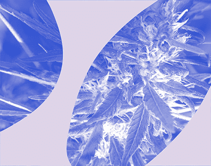 Grafika monochromatyczna w kolorze niebiesko-fioletowym ze zdjęciem rośliny konopi.