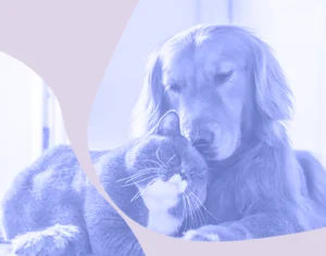 Grafika, w tle zdjęcie psa rady Golden retriever przytulającego się z kotem z fioletowymi elementami graficznymi. Medicante
