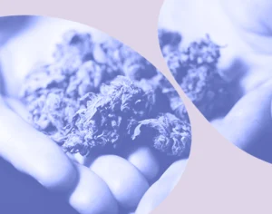 Grafika, w tle zdjęcie dłoni które trzymają suszone kwiaty konopi z fioletowymi elementami graficznymi. Medicante