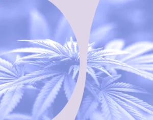 Grafika, kwitnący kwiat konopi z fioletowymi elementami graficznymi. Medicante