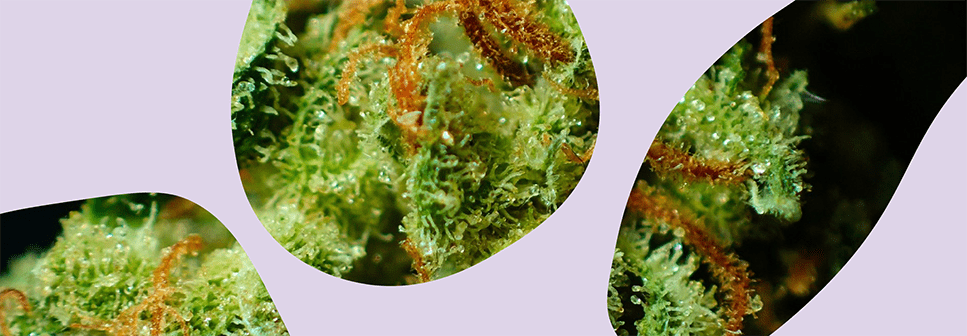 Zdjęcie zbliżenia rośliny konopi z fioletowym motywem graficznym na zdjęciu.