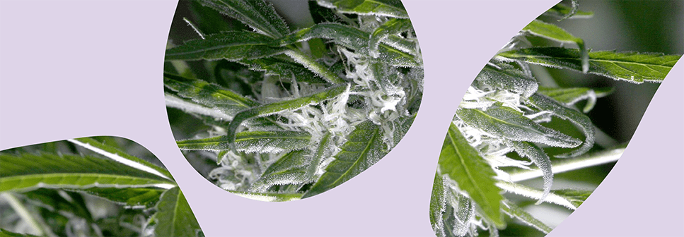 Zdjęcie zielonej rośliny z fioletowym motywem graficznym na zdjęciu.