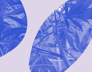 Grafika, na której znajduje się roślina marihuany z fioletowymi elementami graficznymi. Medicante